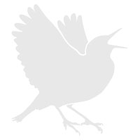 Right-facing illustration of the Lark, the logo to our downtown Bozeman hotel