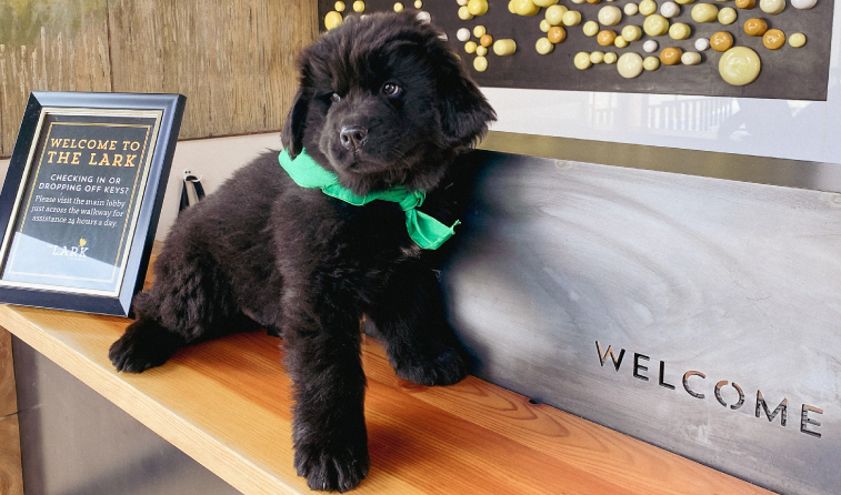 Close-up shot of a puppy inside the lobby of our downtown Bozeman hotel. Puppy seated at the entrance welcome desk